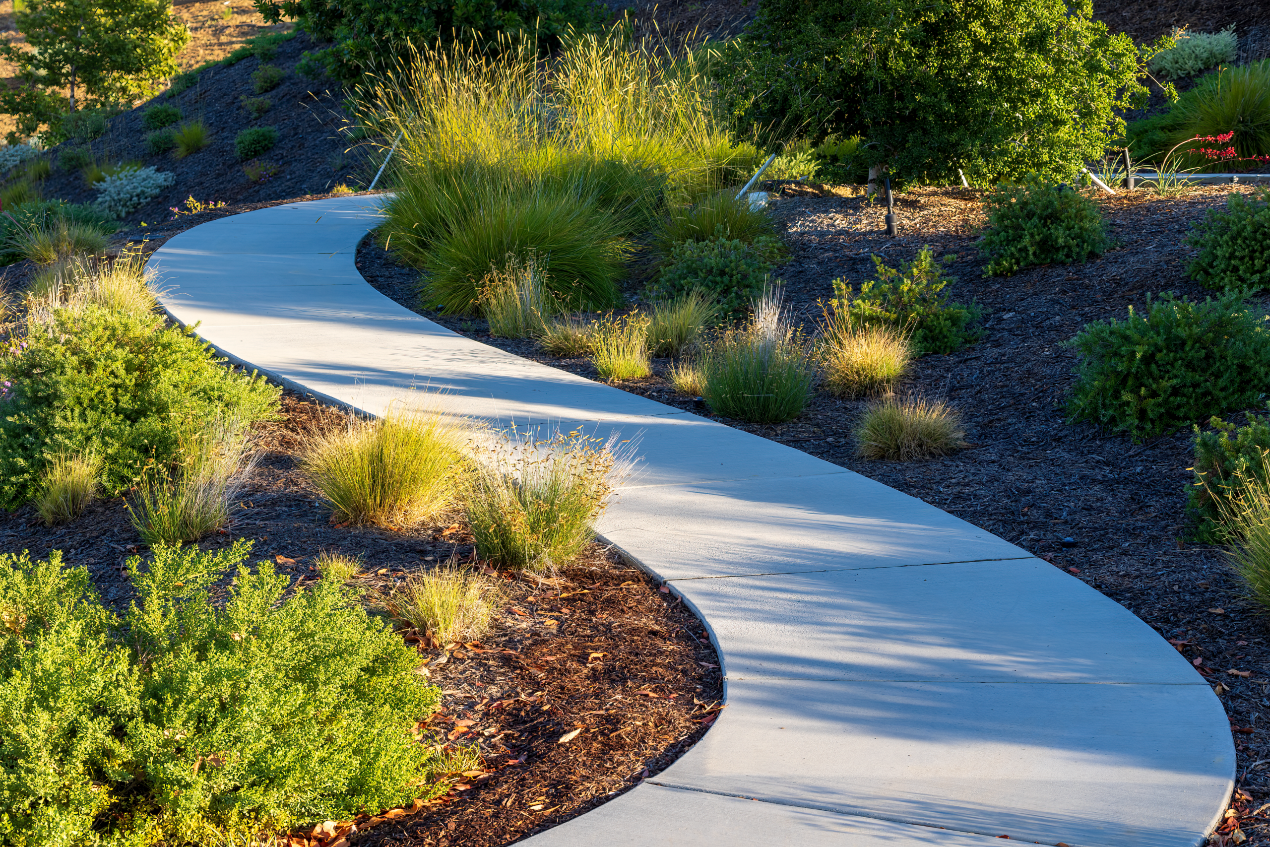 A winding concrete path through a lush green garden with diverse plant life.